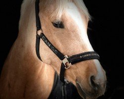 Pferd Terbofens Can Go (Deutsches Reitpony, 2018, von Can Dance 3)