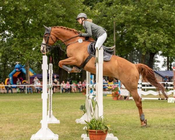 jumper Spirit 244 (Hanoverian, 2006, from Stolzenberg)