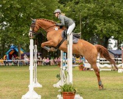jumper Spirit 244 (Hanoverian, 2006, from Stolzenberg)