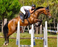 horse August du Lavillon (Selle Français, 2010, from Lavillon)