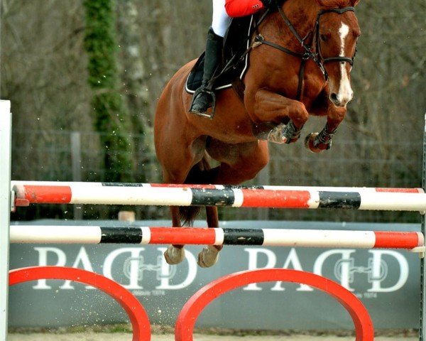 jumper Ulane du Lavillon (Selle Français, 2008, from Quidam de Revel)