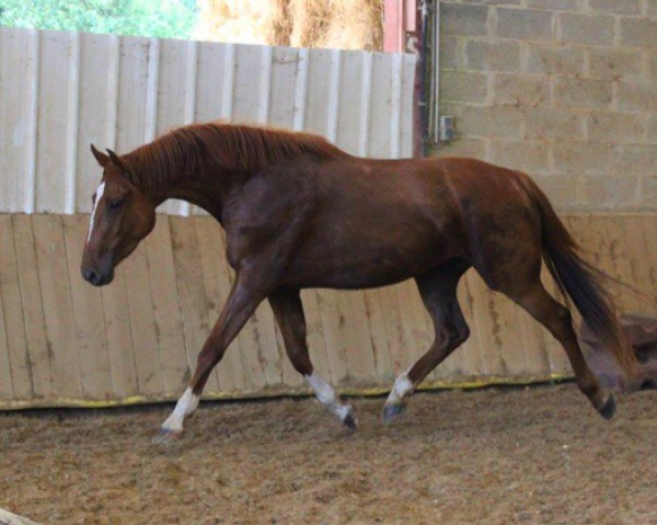broodmare Bailla du Lavillon (Selle Français, 2011, from Diamant de Semilly)