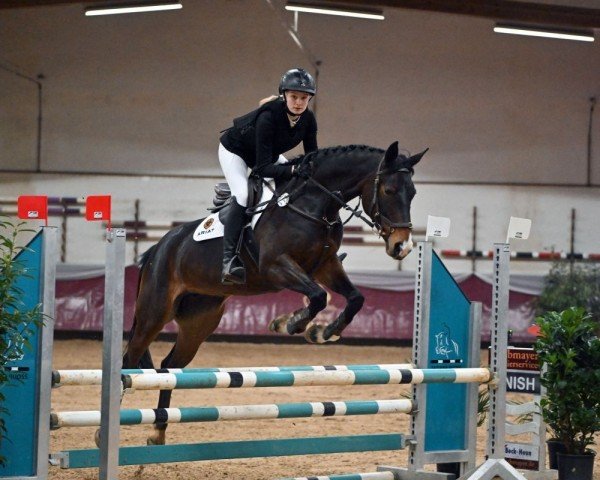 Springpferd Granfine T (Deutsches Reitpferd, 2016, von Ggn Grand Pilot)