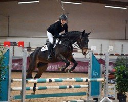 jumper Granfine T (German Warmblood, 2016, from Ggn Grand Pilot)