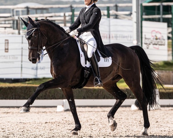 stallion Solist's Dream (Hanoverian, 2009, from Scolari)