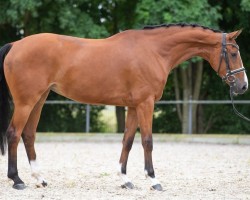 dressage horse Kara Mia 8 (Oldenburg, 2016, from Eye Catcher)