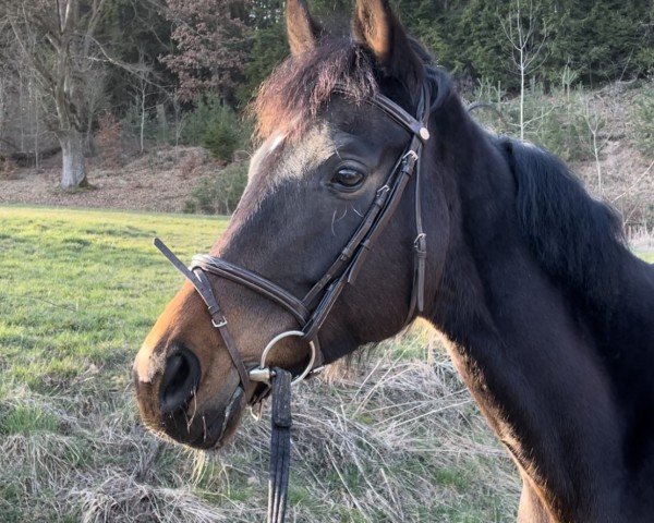 Dressurpferd Sweet Dreams 10 (Deutsches Reitpferd, 2016, von Fürst Grandios)