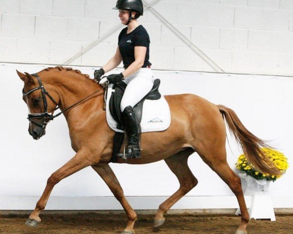 horse Alinga B (German Riding Pony, 2015, from Kastanienhof Cockney Cracker)
