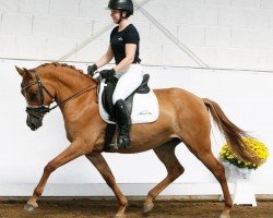 horse Alinga B (German Riding Pony, 2015, from Kastanienhof Cockney Cracker)
