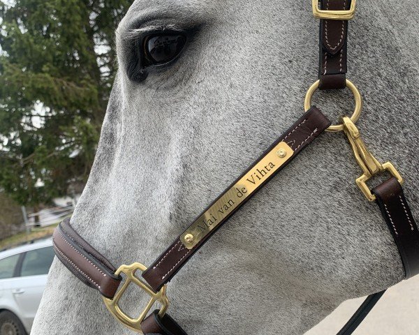 jumper Mai van de Vihta (Dutch riding horses and ponies with Arabic blood content, 2017, from Dallas VDL Z)