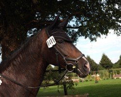 dressage horse Isis van het Bloemenhof (Belgium Sporthorse, 2014, from Coraggio vh Bloemenhof)