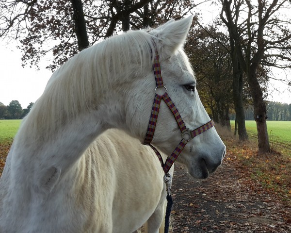 horse Upsala 16 (Thuringia, 1995, from Nintendo K)