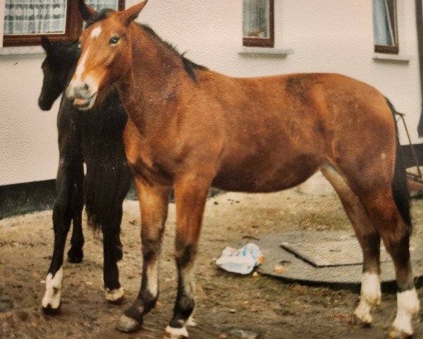 broodmare Winde (Heavy Warmblood, 1991, from Lord I 1446)