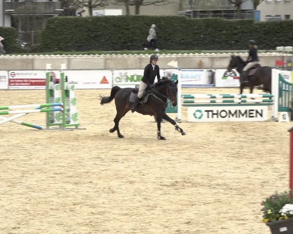 Reitturnier Amriswil 2024