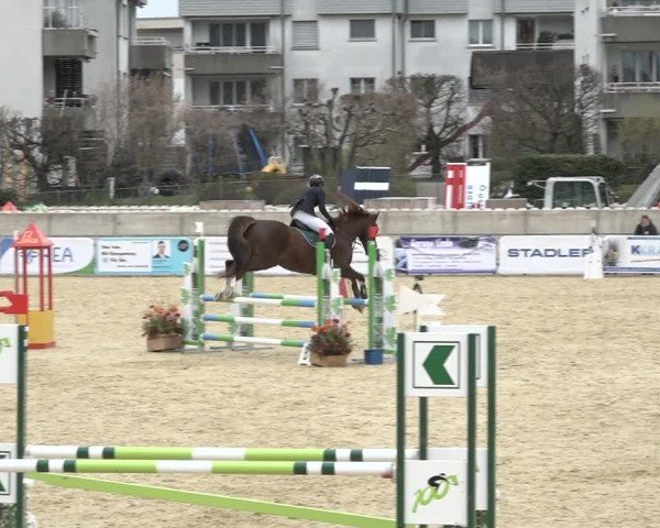 Reitturnier Amriswil 2024
