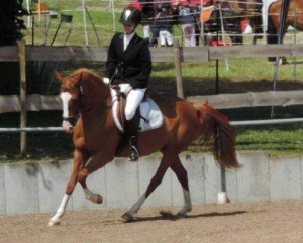 broodmare Witch (unknown, 2011, from Champino)