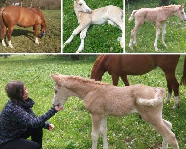 horse Dietermanns Goldjunge (German Riding Pony, 2017, from HET Don´t forget me)