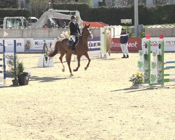 Reitturnier Amriswil 2024