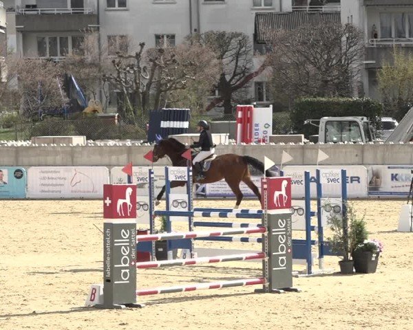 Reitturnier Amriswil 2024