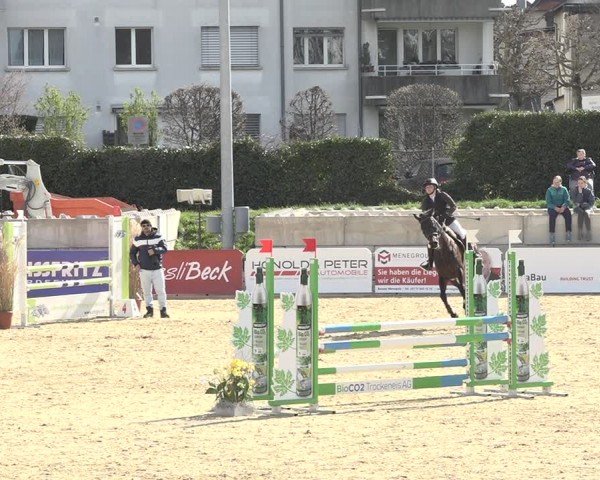 Reitturnier Amriswil 2024