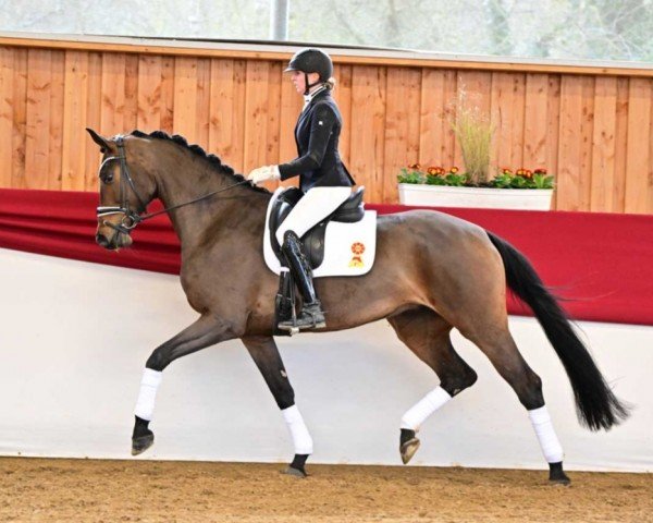 horse Fiorella (German Sport Horse, 2019, from Fürst Romancier)