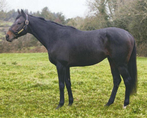 horse Masterofthehorse xx (Thoroughbred,  , from Sadler's Wells xx)