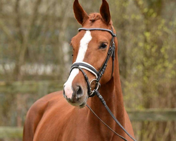 Pferd Chakaria (Deutsches Sportpferd, 2020, von Captain Olympic)