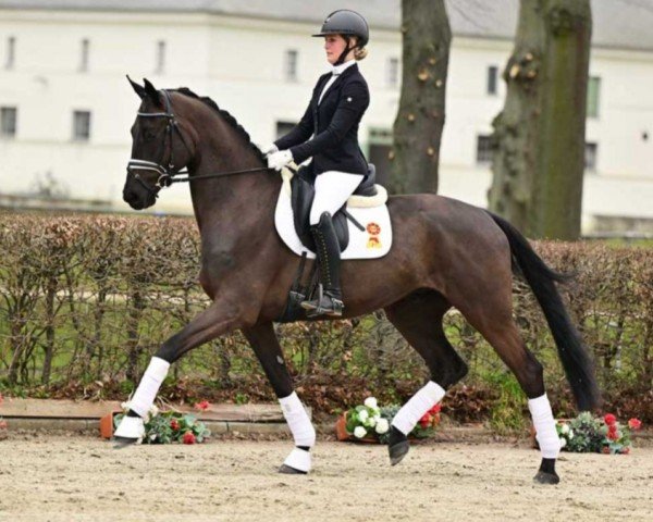 Pferd Märchenprinz (Deutsches Sportpferd, 2020, von Morricone)