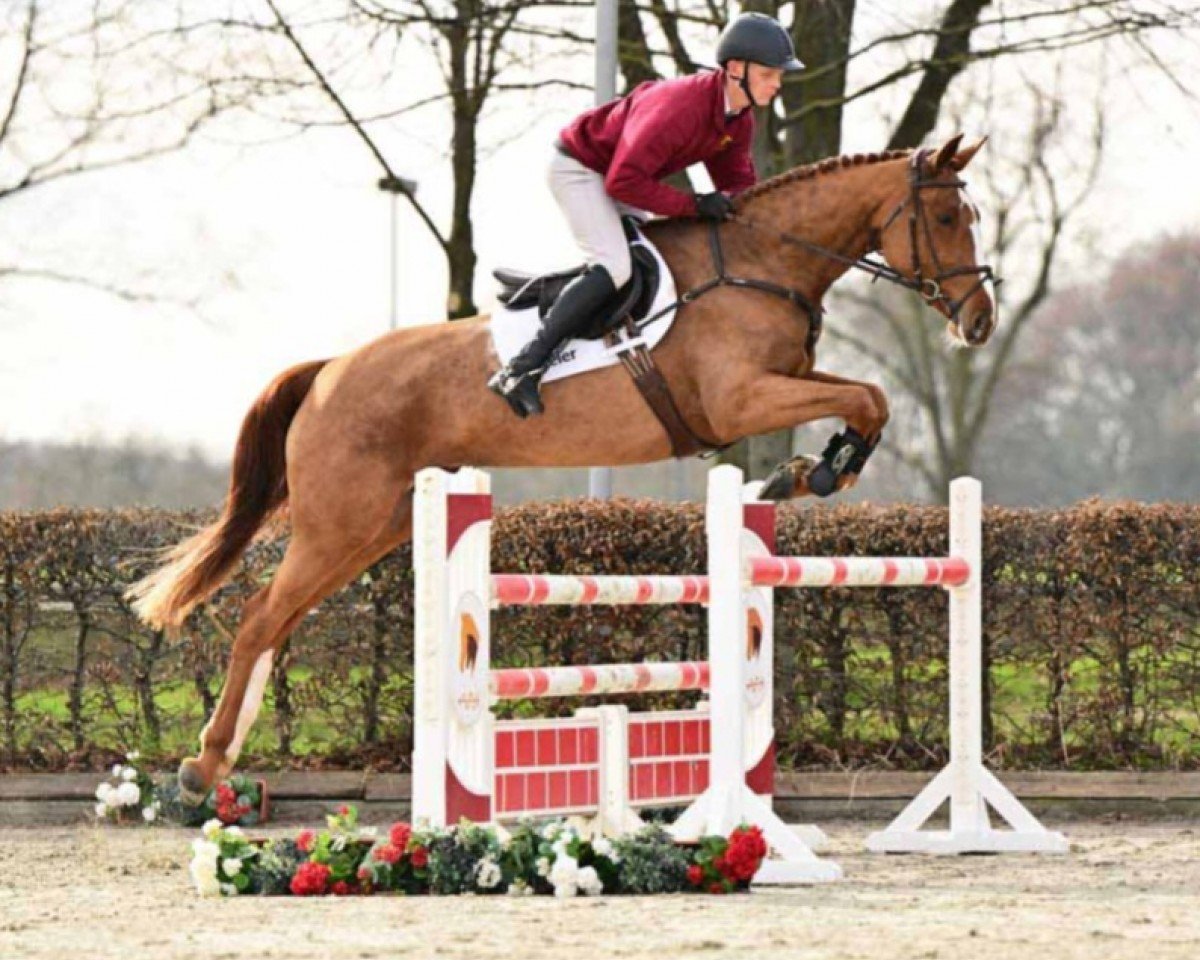 jumper For Eternity 20 (German Sport Horse, 2020, from For Laubry)
