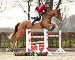 jumper For Eternity 20 (German Sport Horse, 2020, from For Laubry)