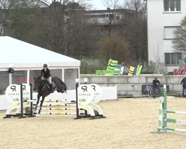 Reitturnier Amriswil 2024
