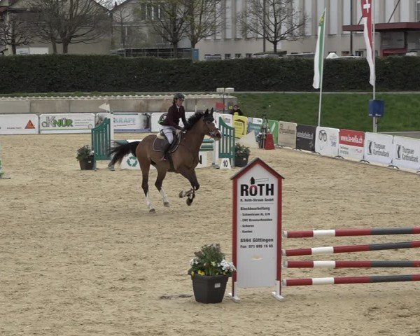 Reitturnier Amriswil 2024