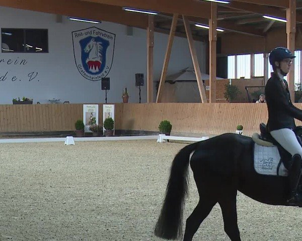 Reitturnier Grafenrheinfeld/Ufr. 2024