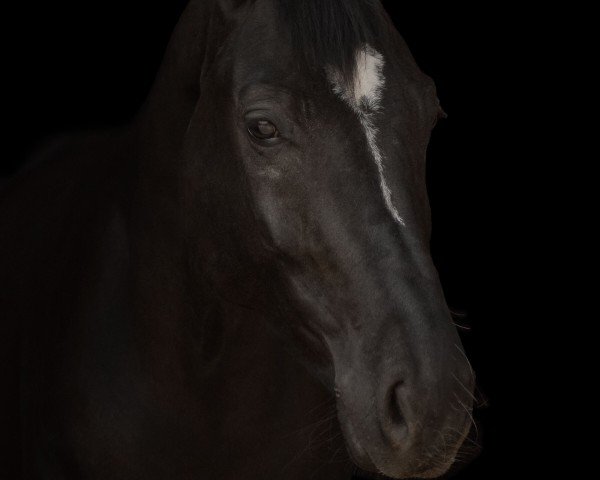 dressage horse Finja Fantastic (German Sport Horse, 2019, from Fantastic)