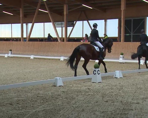 Reitturnier Grafenrheinfeld/Ufr. 2024
