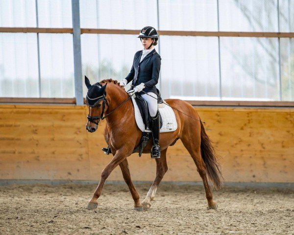 dressage horse Diego Sh (German Riding Pony, 2015, from FS Don't Worry)