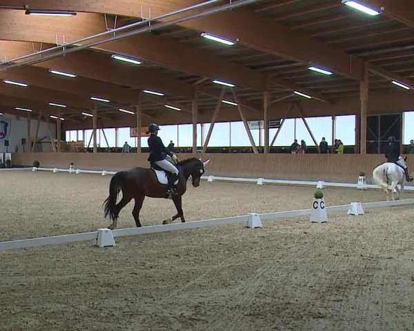 Reitturnier Grafenrheinfeld/Ufr. 2024