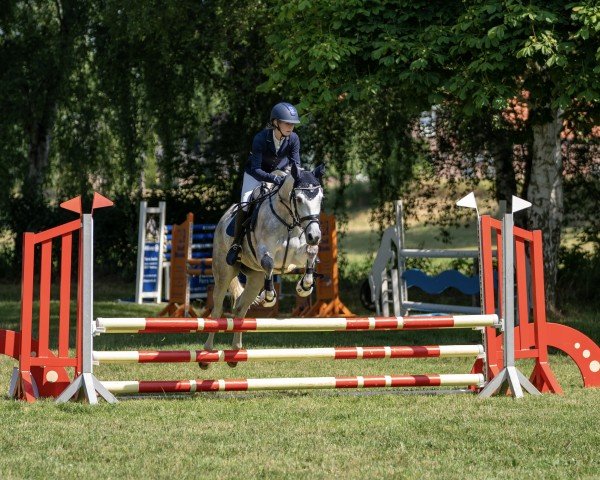 dressage horse La Luna 398 (German Riding Pony, 2016, from Myloo CJ)
