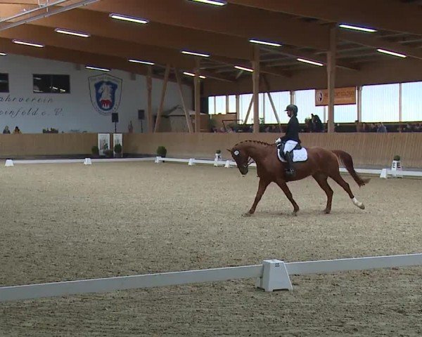 Reitturnier Grafenrheinfeld/Ufr. 2024