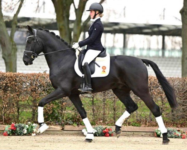 horse Fürst Franz T (German Sport Horse, 2021, from Fürstenstern 3)