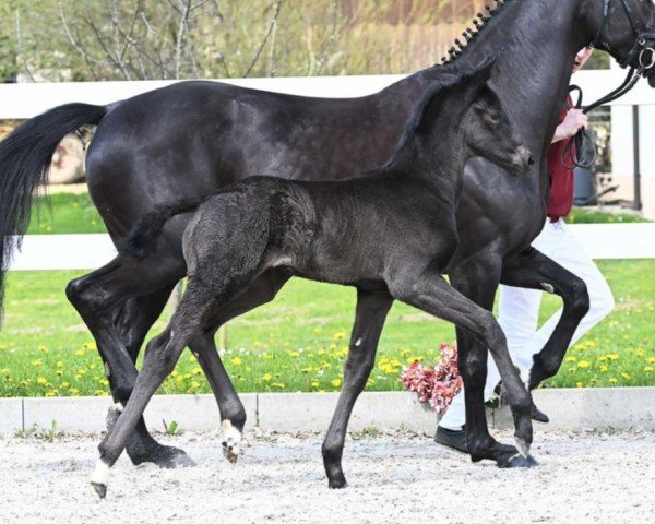 horse Festtag (German Sport Horse, 2023, from Birkhof's Fair Game OLD)