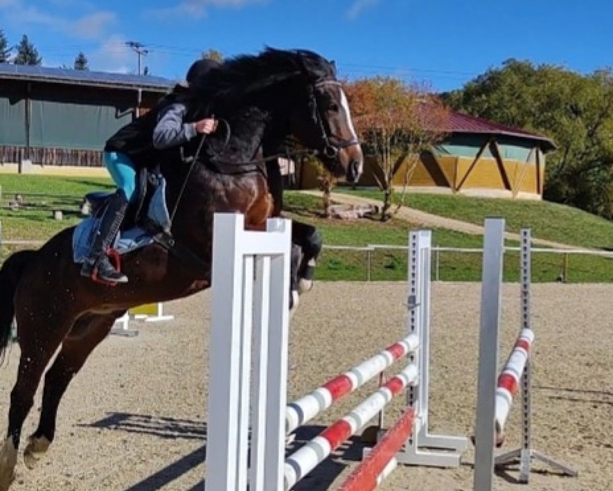 Springpferd Bubbles Way (Pony ohne Rassebezeichnung, 2013, von Mr.bubble)