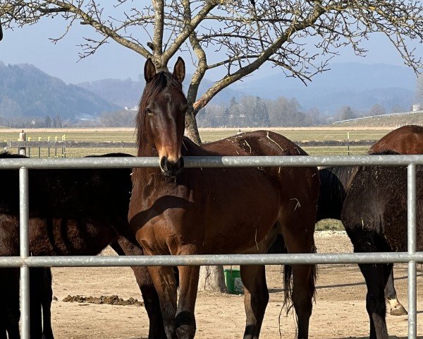 horse Vritz Goes Lightly (anglo european sporthorse, 2021, from Vingino)