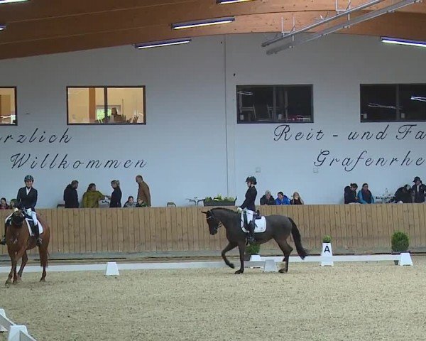 Reitturnier Grafenrheinfeld/Ufr. 2024
