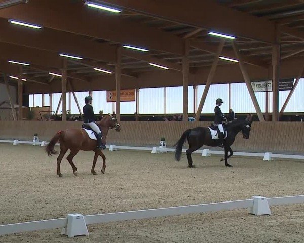 Reitturnier Grafenrheinfeld/Ufr. 2024