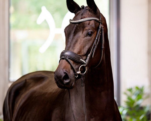 horse Livaldonna (Oldenburg, 2019, from Livaldon)
