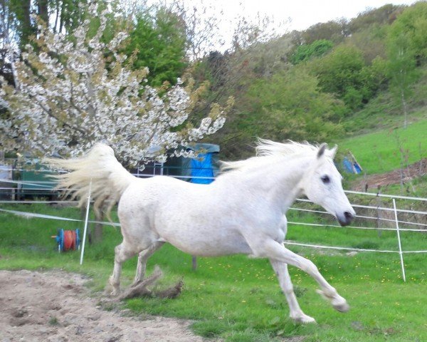 horse Mirameh (Arabian purebred, 1996, from Maqam ox)
