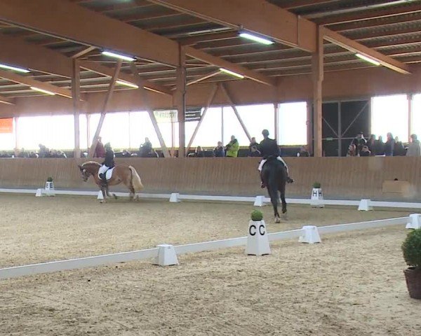 Reitturnier Grafenrheinfeld/Ufr. 2024
