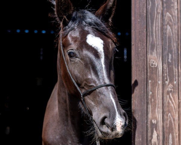 horse Tendua Bagheera (Mecklenburg, 2018, from Titolas)