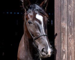 Cavallo Tendua Bagheera (Mecklenburger, 2018, di Titolas)